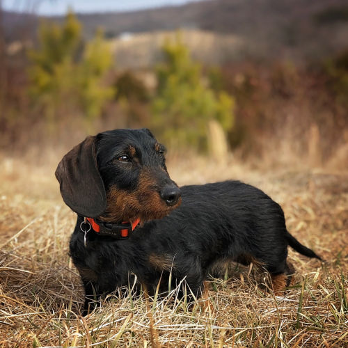 A dachshund in a red collar in a field full of dry grass.